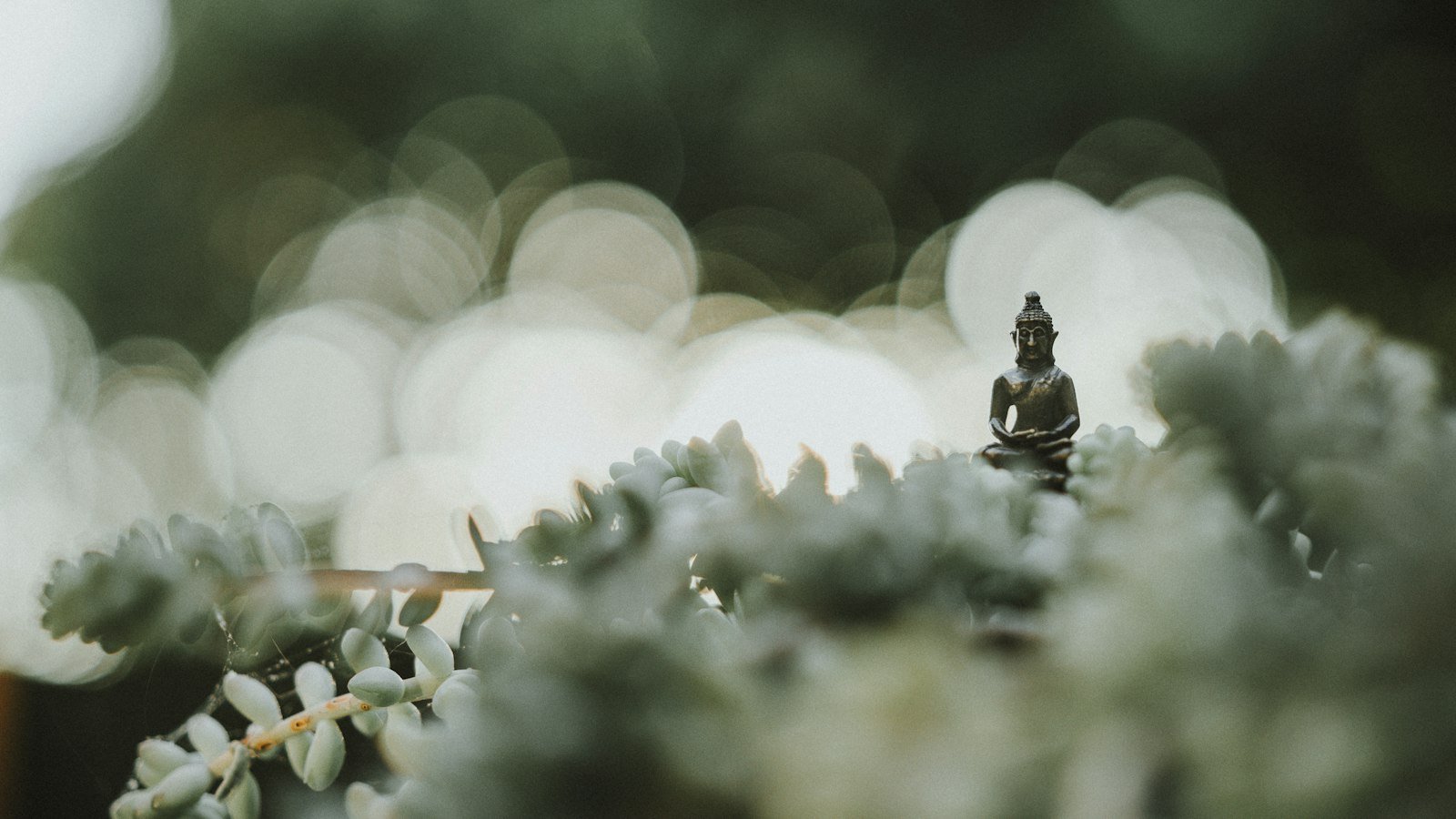 Bodyweight workout for entrepreneurs: selective focus photography of Buddha statue