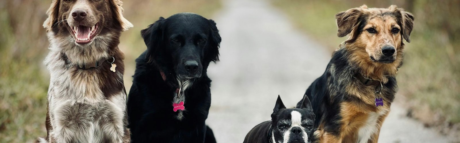 Pet business opportunities: Four dogs sitting together on an outdoor path for a pet services business