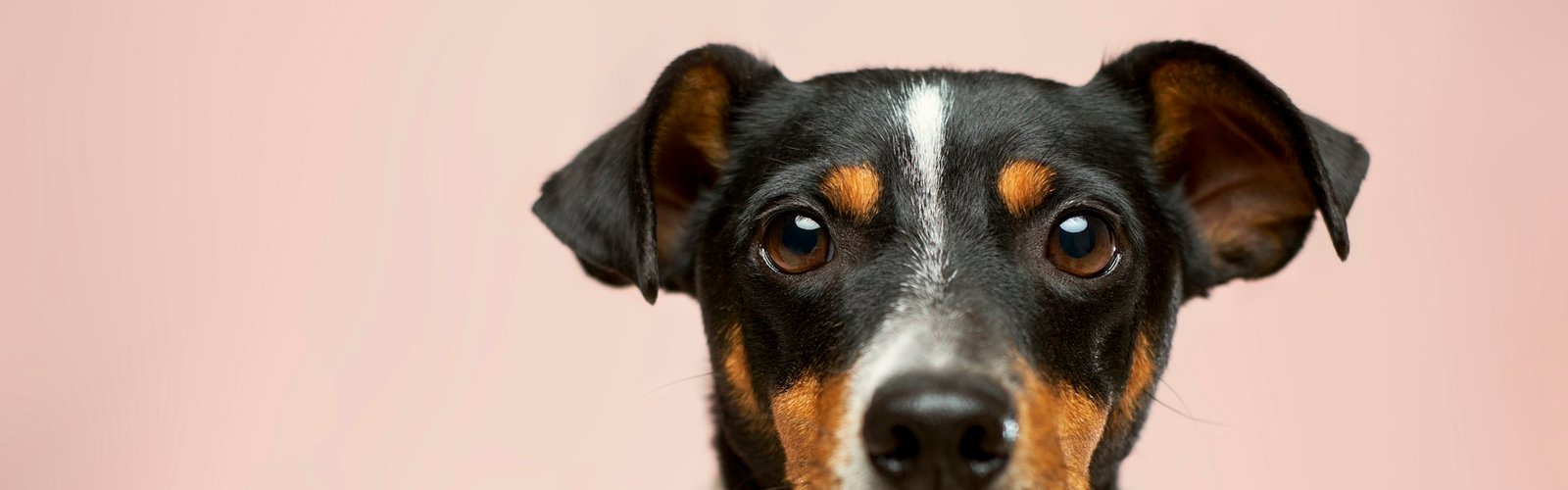 Close-up of a dog with a black and tan face